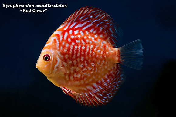 Symphysodon aequifasciatus - Red Map Discus