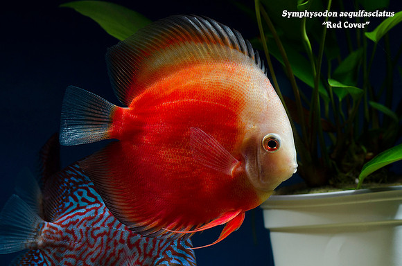Symphysodon aequifasciatus - Red Cover Discus