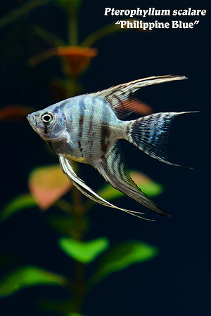 Pterophyllum scalare - Philippine Blue Angelfish