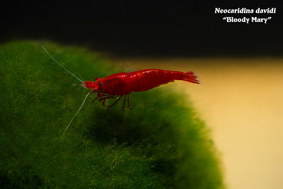 Neocaridina davidi - Bloody Mary Sakura Shrimp