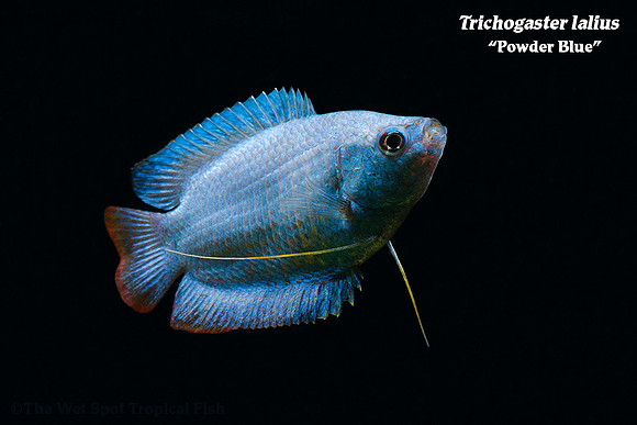 Trichogaster lalius - Powder Blue Dwarf Gourami ♂