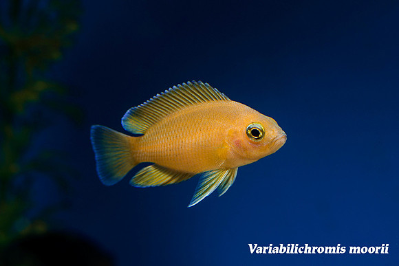 Variabilichromis moorii (Juvenille)