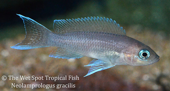 Neolamprologus gracilis
