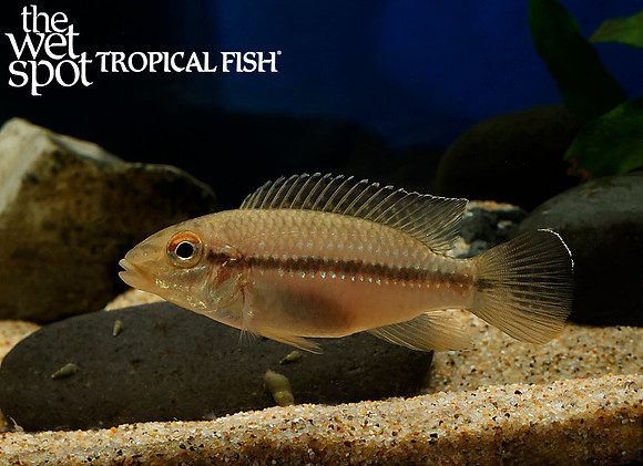 Parananochromis longirostris