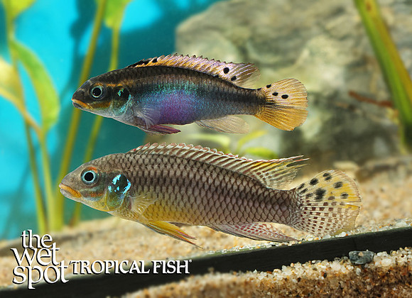 Pelvicachromis kribensis Taeniatus Idenau