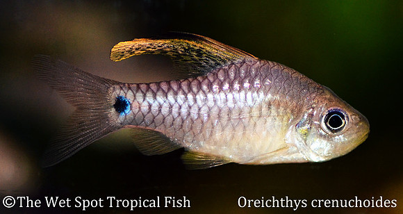 Oreichthys crenuchoides - Drape Fin Barb