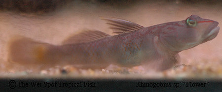 Rhinogobius sp. "Flower"