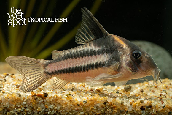 Corydoras sp. - CW127 - Super Parallelus