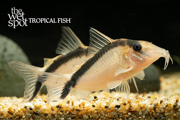 Corydoras bethanae - CW006