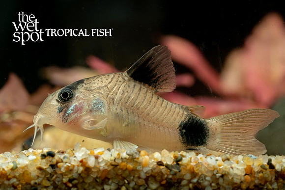 Corydoras panda - Panda Cory