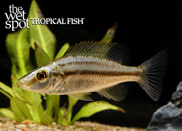 Dimidiochromis compressiceps