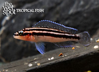 Julidochromis dickfeldi
