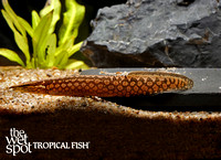 Mastacembelus favus"Tire Track Eel"