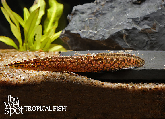 Mastacembelus favus"Tire Track Eel"