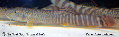 Paracobitis potaneni - Chinese Elongated Zebra Loach