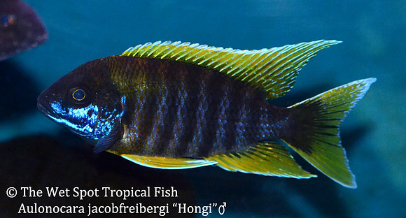 Aulonocara jacobfreibergi Hongi Island