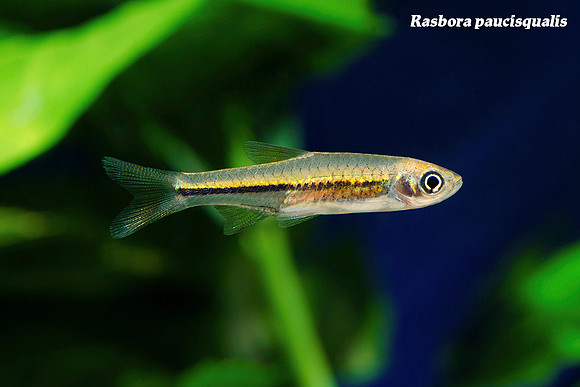 Rasbora paucisqualis - Burmese Gold Neon Rasbora