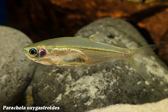 Parachela oxygastroides - Asian Glass Fish