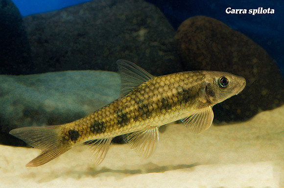 Garra spilota - Spotted Garra