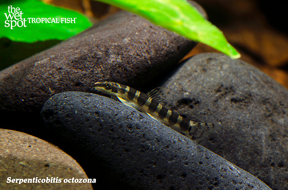 Serpenticobitis octozona - Serpent Loach