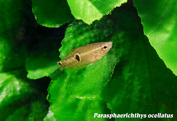 Parasphaerichthys ocellatus - Burmese Chocolate Gourami