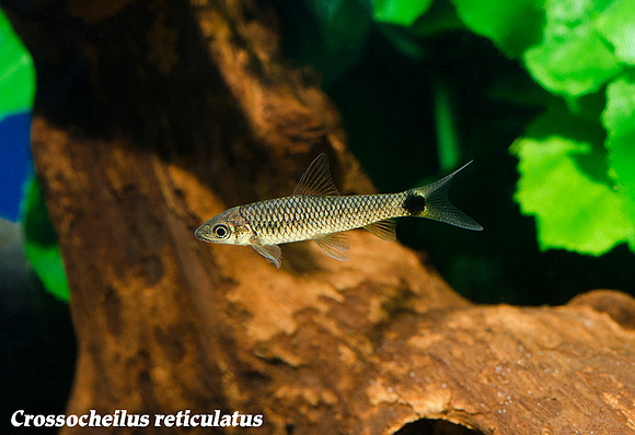 Crossocheilus reticulatus - Fish Net Flying Fox