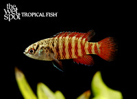 black tiger dario Dario tigris