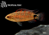 Badis ruber  Burmese Red Neon Badis