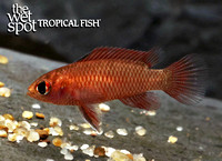 Dario hysginon  Flame Red Badis