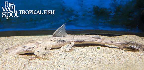 Bagarius suchus "Crocodile Catfish"