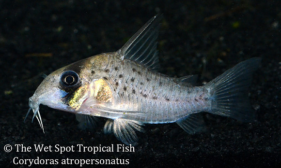 Wet Spot Tropical Fish | Corydoras | Corydoras atropersonatus - Fairy Cory