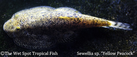 Sewellia sp. Yellow Peacock