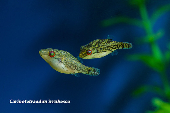 Sumatran Red Eye Puffer - Carinotetraodon irrubesco