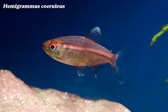 Hemigrammus coeruleus - Watermelon Tetra
