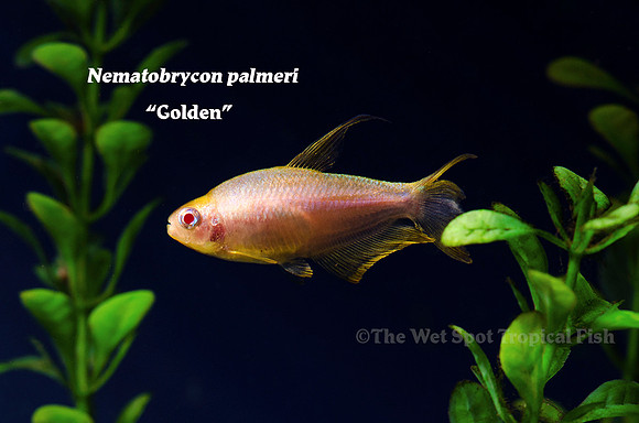 Nematobrycon palmeri "Gold" - Gold/Albino Emperor Tetra