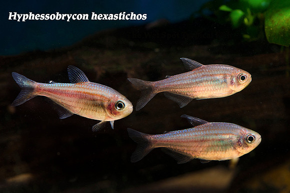 Hyphessobrycon hexastichos - Zig Zag Tetra