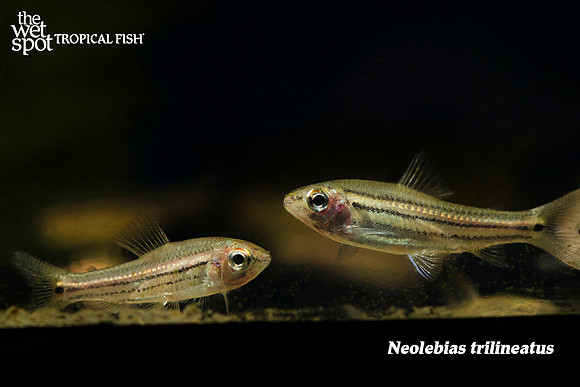 Neolebias trilineatus - Three Line Neolebias