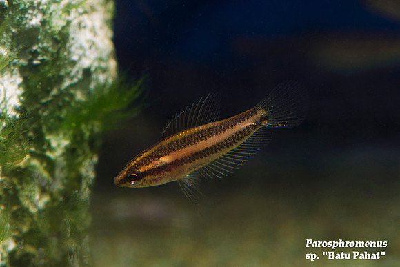 Parosphromenus sp. "Batu Pahat" - Fire and Ice Licorice Gourami