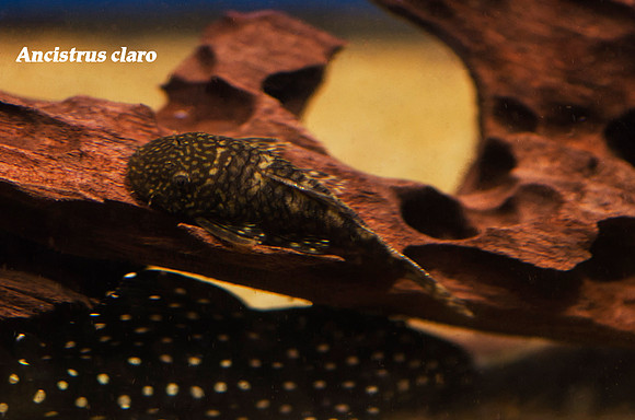 Ancistrus claro LDA08 - "Gold Marble Bushynose Pleco"