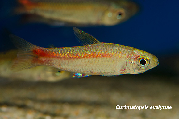 Curimatopsis evelynae - Spot Tail Curimata