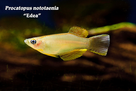 Nototaenia Killi "Edea" - Procatapus nototaenia
