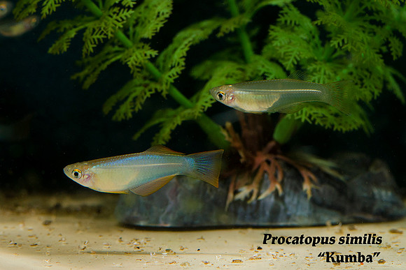 Similis Killifish - Procatapus similis "Kumba"
