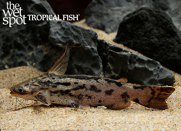 Fisher's Wood Catfish - Trachelyopterus fisheri