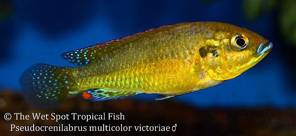 Pseudocrenilabrus multicolor victoriae male