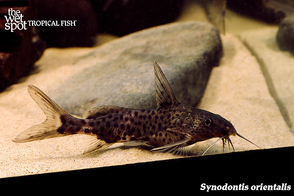 Synodontis orientalis - Ruvu Squeaker Catfish