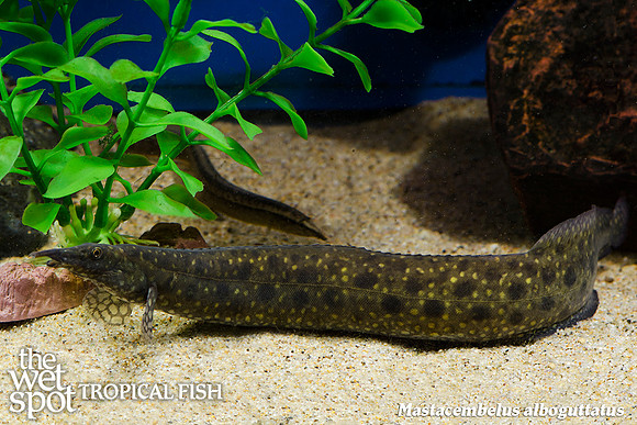 Starlight Eel - Mastacembelus alboguttatus