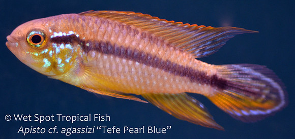 Apistogramma agassizi "Tefe Pearl Blue"