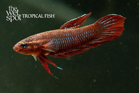 Betta coccina - Scarlet Betta