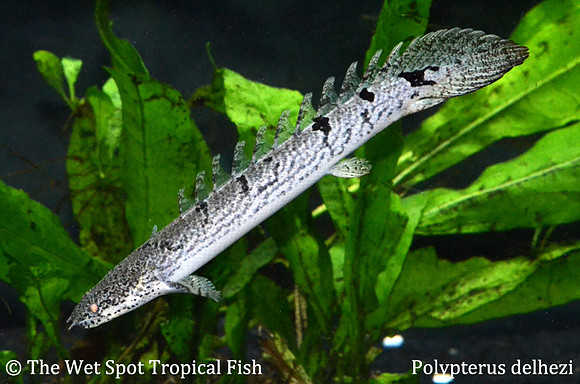 Armored Bichir - Polypterus delhezi