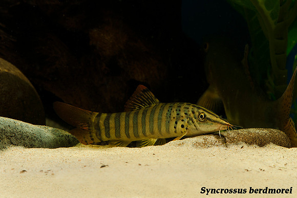 Syncrossus berdmorei - Blyth's/Pepper Loach